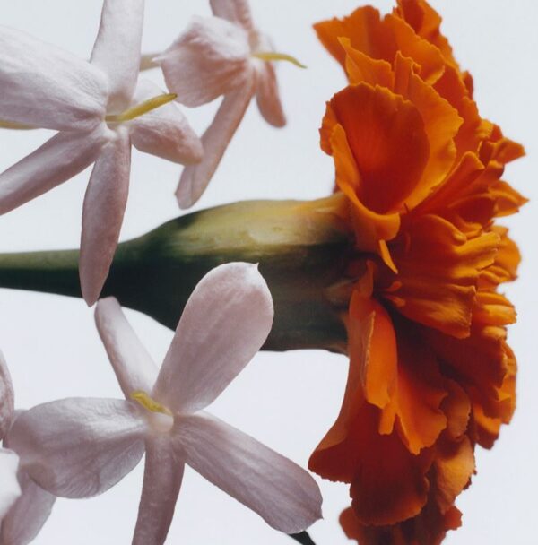 Jasmine Sambac & Marigold Cologne Intense 50ml - Image 4